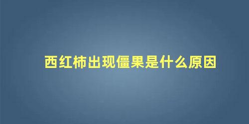 西红柿出现僵果怎么办(西红柿僵果是什么原因造成的?)